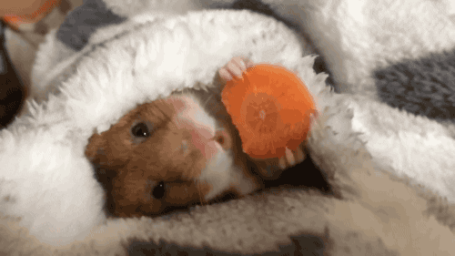 hamster carrot GIF