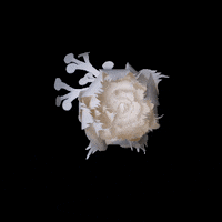 Studiocooliejoelie studiocooliejoelie GIF