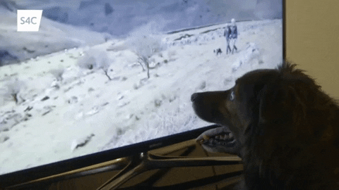 dog watching GIF by S4C