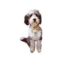 Sheepadoodle Sticker by Geekster Pets