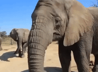 Hungry Elephant Nibbles on Nuts