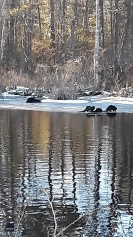 'Adorable' Otters Play Around in New Hampshire Morning Sun