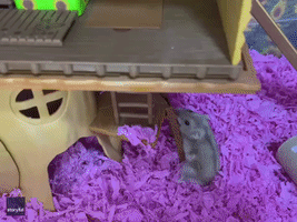 Watch Out for Nightmares - Hamster Enjoys Snack Before Bedtime