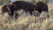 wyoming GIF