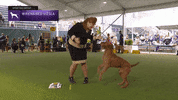 Dogs GIF by Westminster Kennel Club