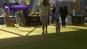 Dogs GIF by Westminster Kennel Club