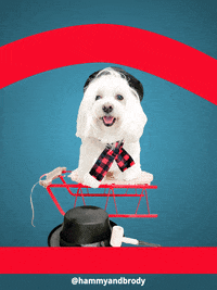 Merry Christmas Dog GIF by HammyandBrody