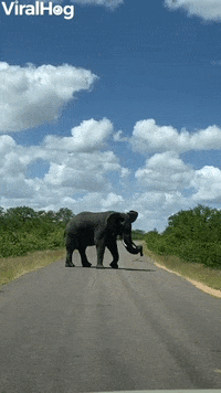 Elephant Roadblock In Kruger National Park GIF by ViralHog