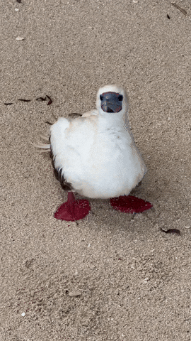 Confused Vogel GIF by Trauminsel Reisen