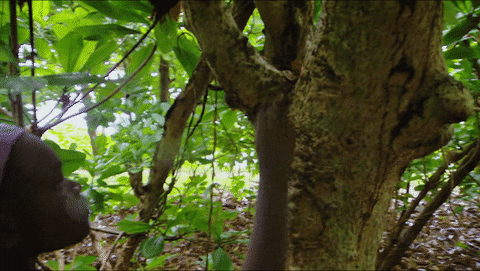 Happy Idol GIF by Survivor CBS