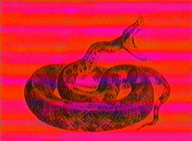 markvomit vhs snake markvomit vhssnake GIF