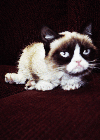 grumpy GIF