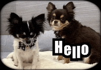 Dog Hello GIF