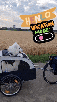 Dog Bicycle GIF