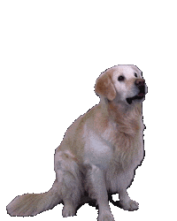 fotznspanglerei dog dentist dentista goldie Sticker