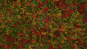 fall vt GIF