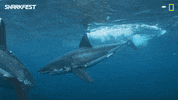 GIF by National Geographic Channel