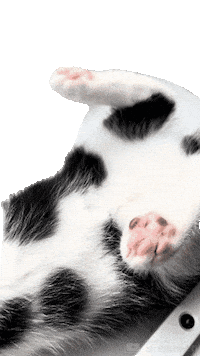 Kitten Paws Sticker