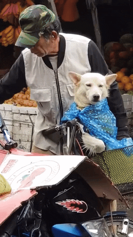 cuteanimalland giphyupload GIF