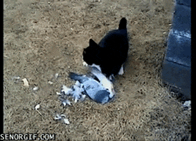 cat playing dead GIF by Cheezburger