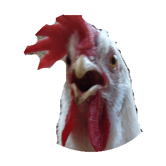 chicken STICKER by imoji