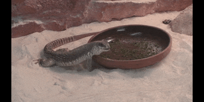 Lizard GIF by DIIMSA Stock