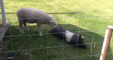 English Lamb Wants Pig Friend to Play NOW