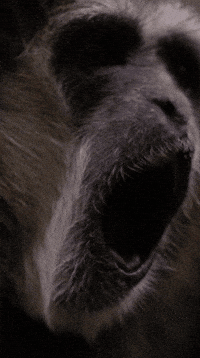 Monday Smile GIF by Valley Zoo Development Society