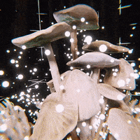Glitch Wtf GIF by davidvnun