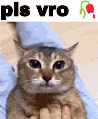 Mei Mei Cat GIF