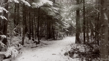 'Let It Snow!': Maine Hiker Walks Wintry Woods in Stunning Video