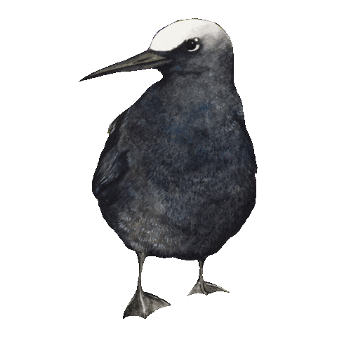 Noddy Australianbird Sticker