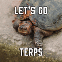 College Football GIF by Sealed With A GIF