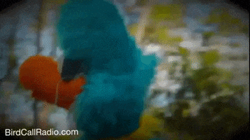 BirdCallRadio love happy spin spinning GIF