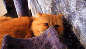 cat mustache GIF