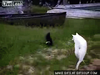 skunk GIF
