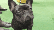 dog GIF by Westminster Kennel Club
