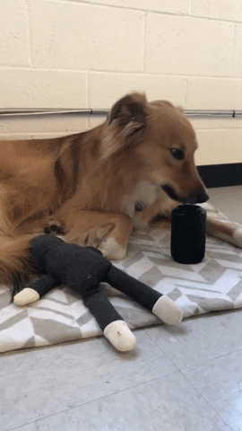 metropaws giphygifmaker GIF