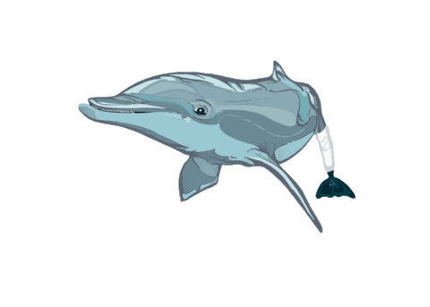 Winter Dolphin Sticker by Clearwater Marine Aquarium
