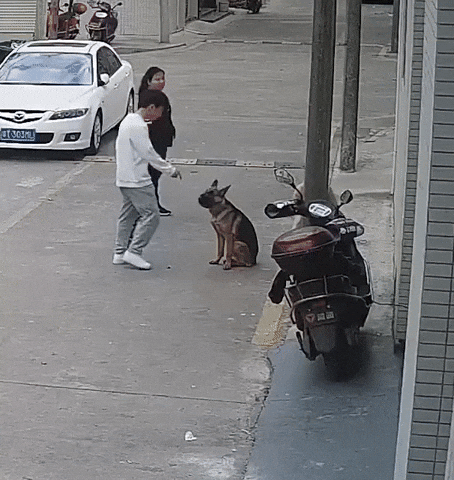 cuteanimalland giphyupload GIF