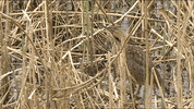 Birds Bittern GIF by U.S. Fish and Wildlife Service
