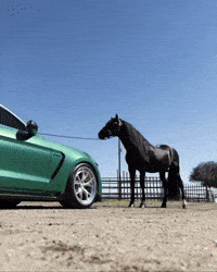 njv_photo horse editing before and after lightroom GIF