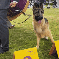German Shepherd Dog GIF by Westminster Kennel Club