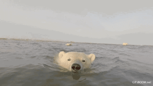 polar bear sea GIF