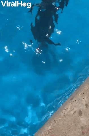 Diving Doggie Retrieves Her Toy
