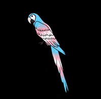 Apamate  GIF