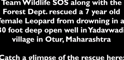 Leopard Saved From Drowning After Falling Into Well