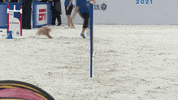Espn Running GIF by American Kennel Club