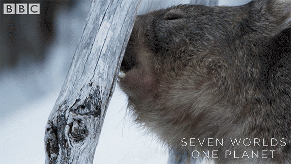 Hungry Australia GIF by BBC Earth