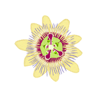 Flower Flores Sticker